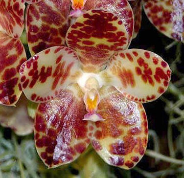 Phalaenopsis Gigantea Nahaufnahme E1607936748698