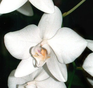 Phalaenopsis Aphrodite 1 E1607931732756