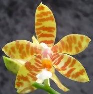 Phalaenopsis Fasciata 1 E1607935768486