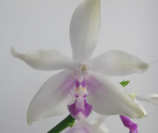 Phalaenopsis Fimbriata 1 E1607935226378