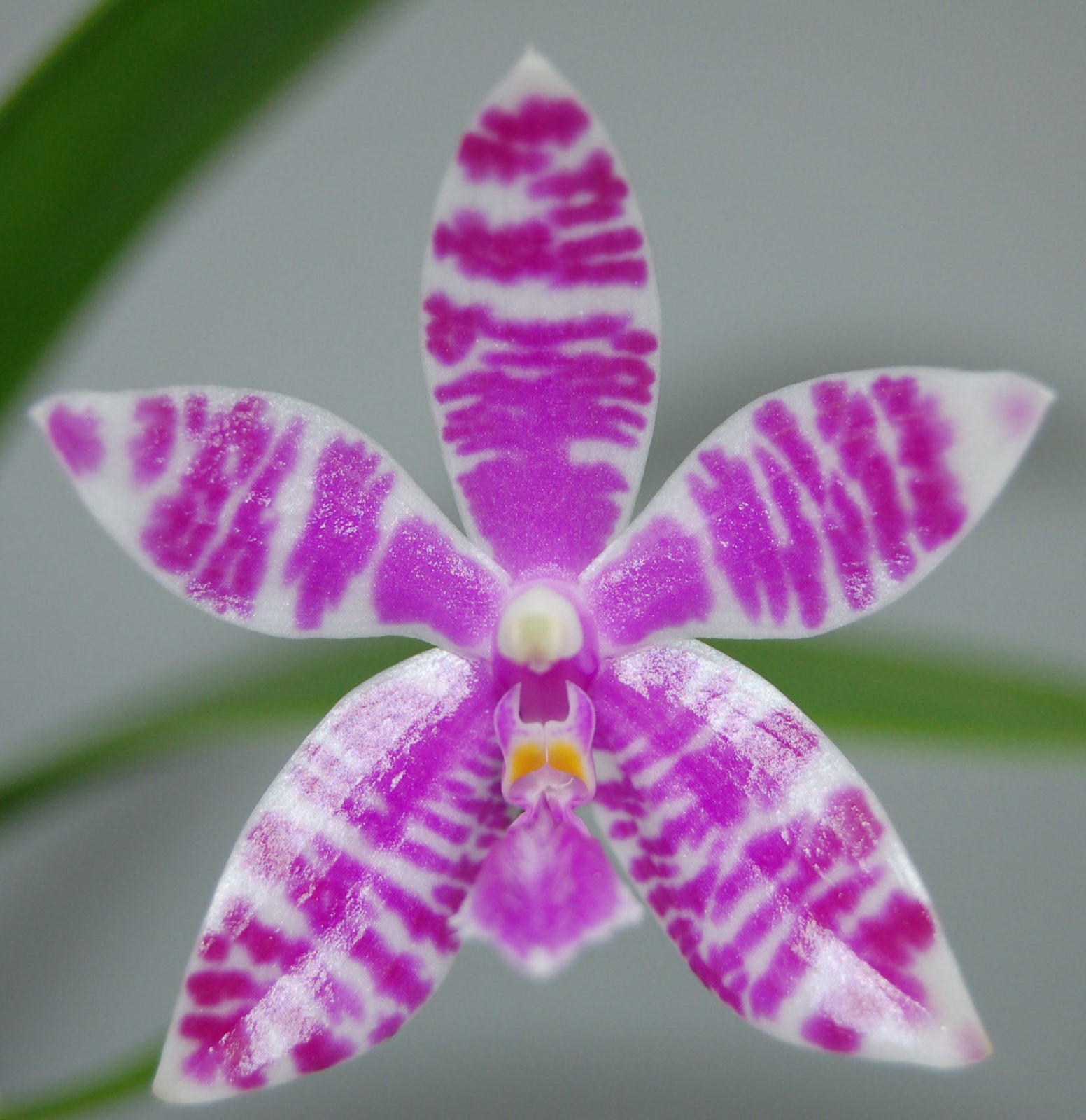 Phalaenopsis Luedemaniana Scaled E1607936929667