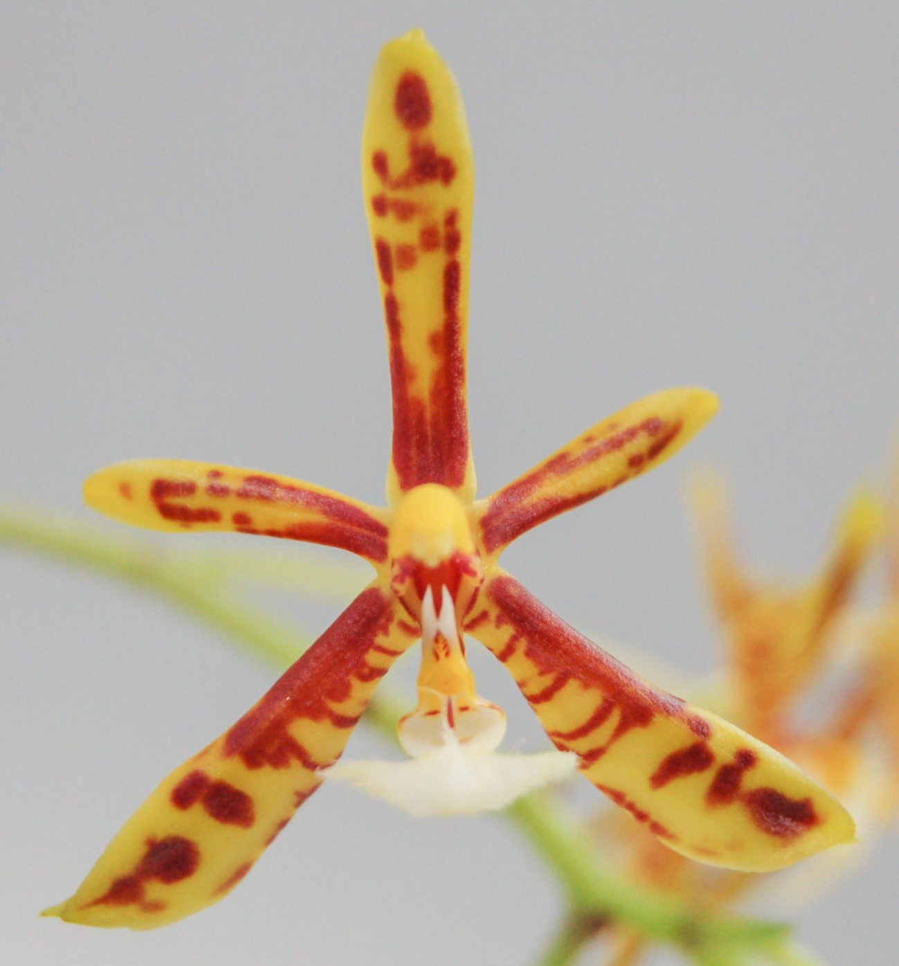 Phalaenopsis Mannii 1 Scaled E1607937239355