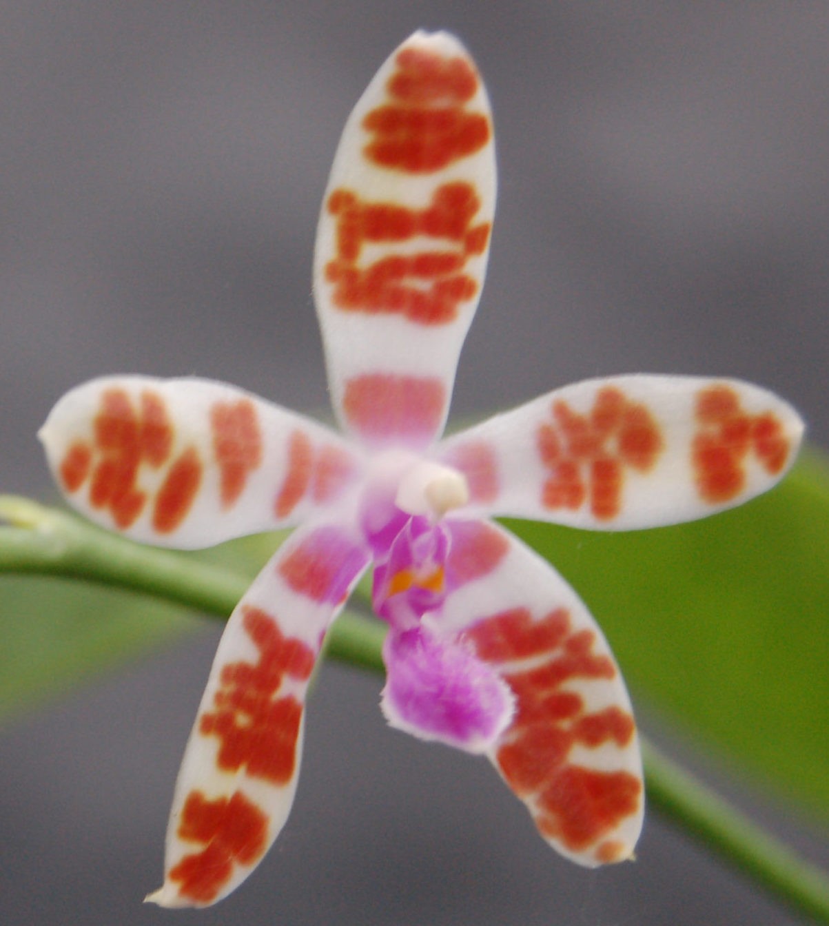 Phalaenopsis Mariae Scaled E1607937317277