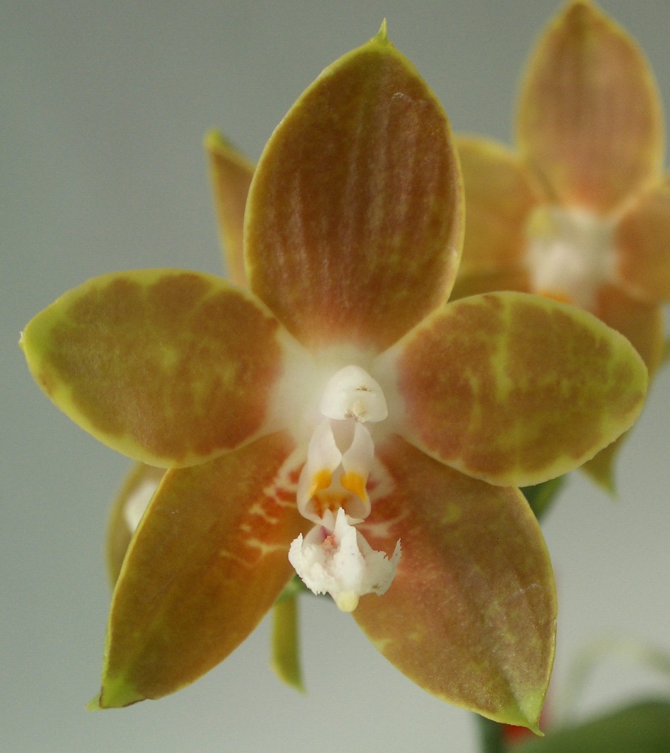 Phalaenopsis Venosa 1 E1607938529849
