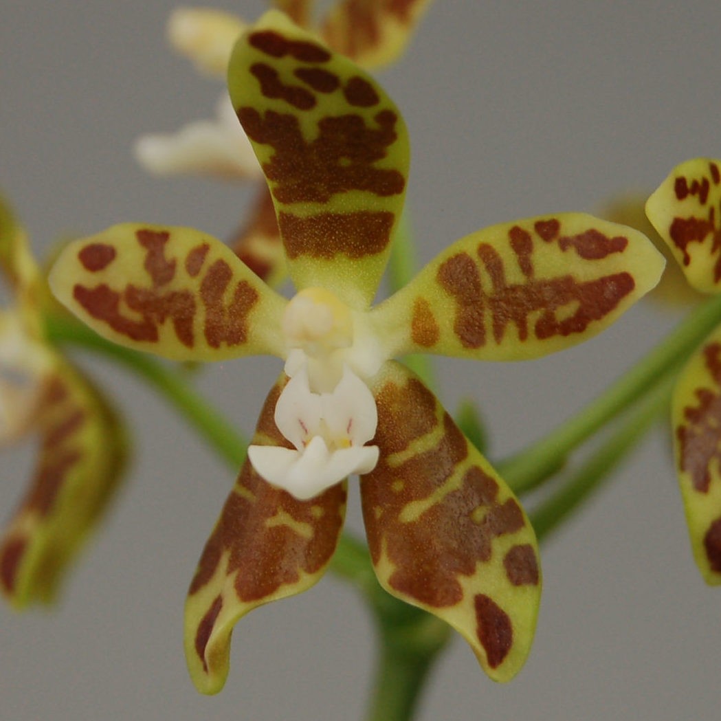 Phalaenopsis Viridis 3 Scaled E1607938439906