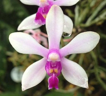 Phalaenopsis Wilsonii 1 E1607938367482