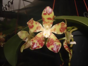 Phalaenopsis Doweryensis 1