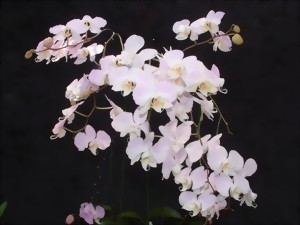 Phalaenopsis Sanderiana 1