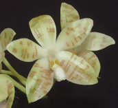 Phalaenopsis Zebrina E1607938304231