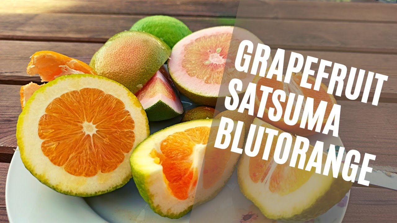 Von Grapefruit, Reifezeitpunk Satsuma & Blutigen Orangen // Rundgang 29.10.2022 // Gartenschlau.com