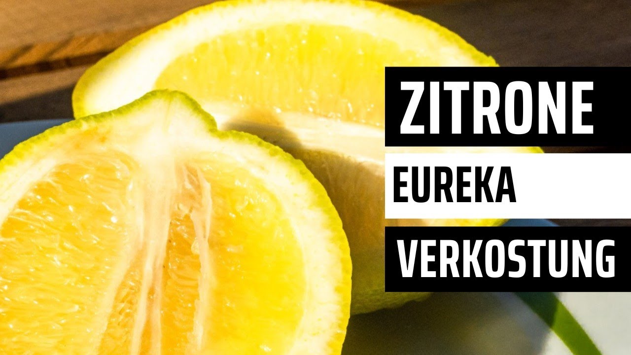Wie Schmeckt Eine Zitrone 🍋beißen Essen // Gartenschlau.com