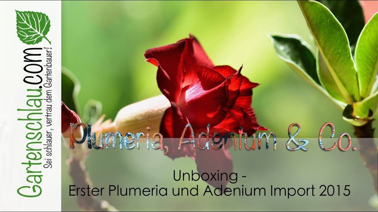 Entdecke die Pflanzenwelt: Erster Import von Plumeria und Adenium 2015 auf Gartenschlau.com