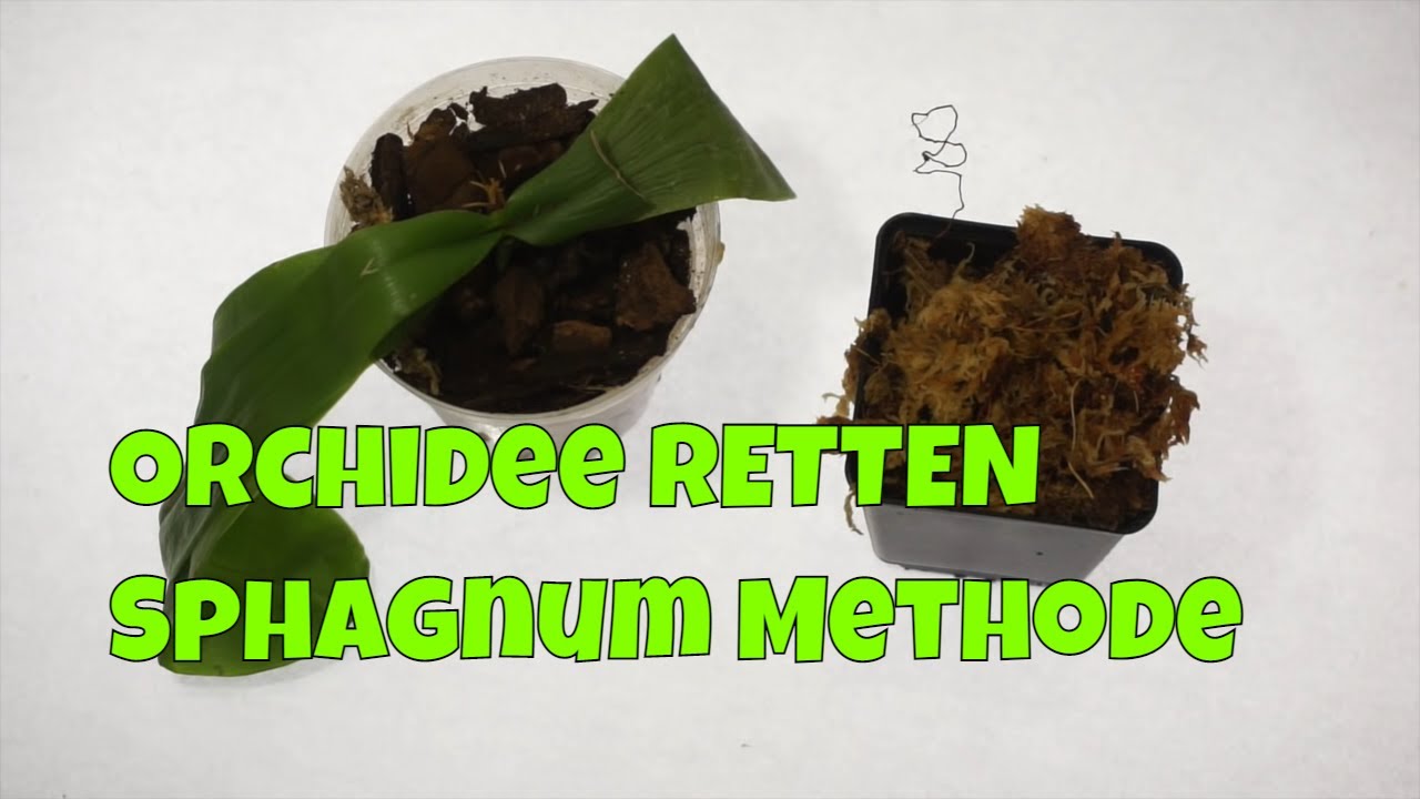 Orchideen Geheimtipp: Die Sphagnum Moos Methode Erklärt