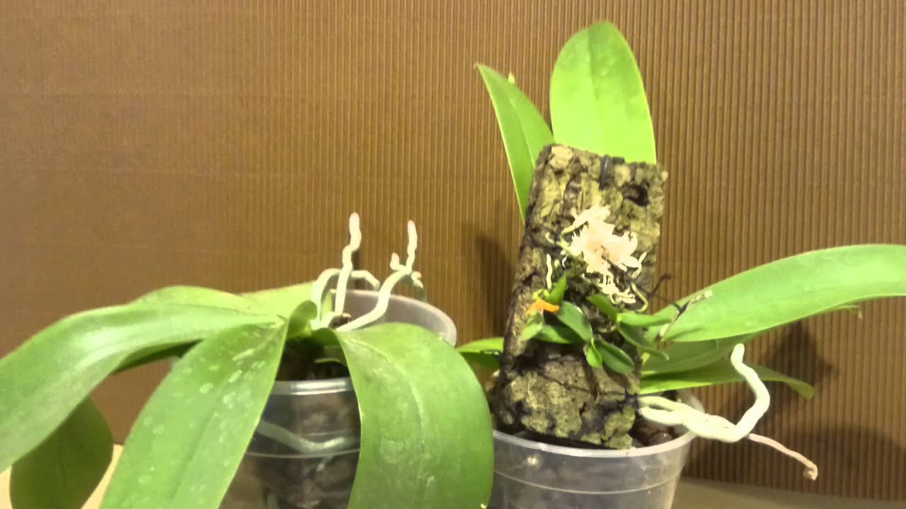 Warum Orchideen die perfekte Zimmerpflanze sind // Gartenschlau.com