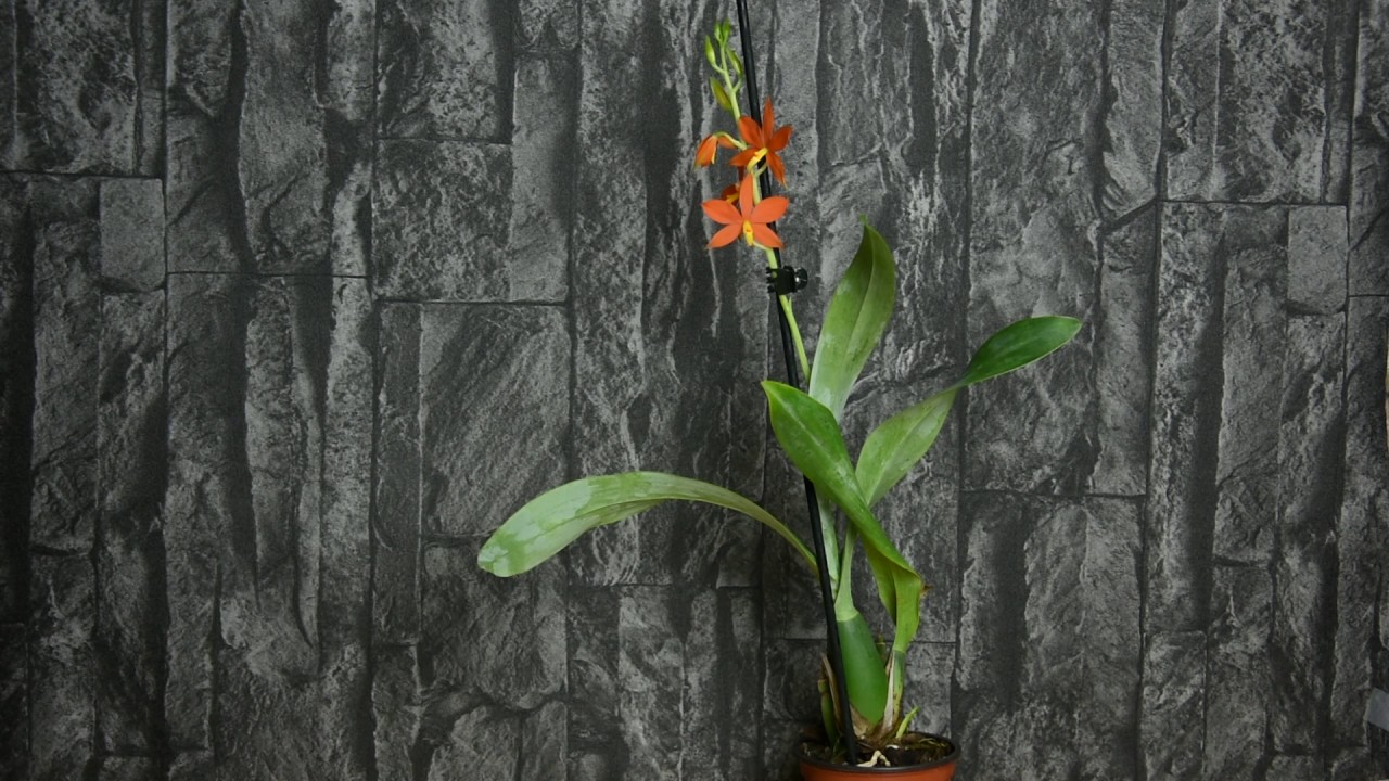 Exotische Orchideen #8: Encyclia vitellina – Alles was Sie wissen müssen