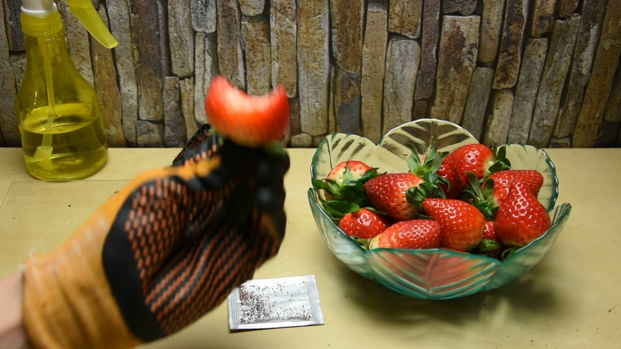 Erdbeeren: So geht die Aussaat der Monatserdbeere!