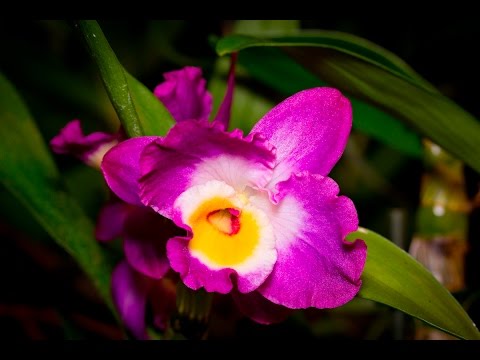 Wie Pflege Ich Dendrobium Nobile Hybriden – Bambusorchidee – Alles über Orchideen #12