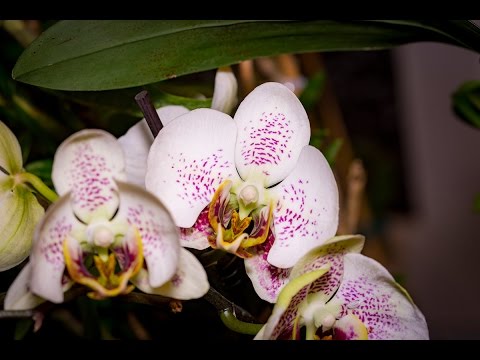 Geheimnisvolle Orchideen: Diese Sorten Blühen Im März