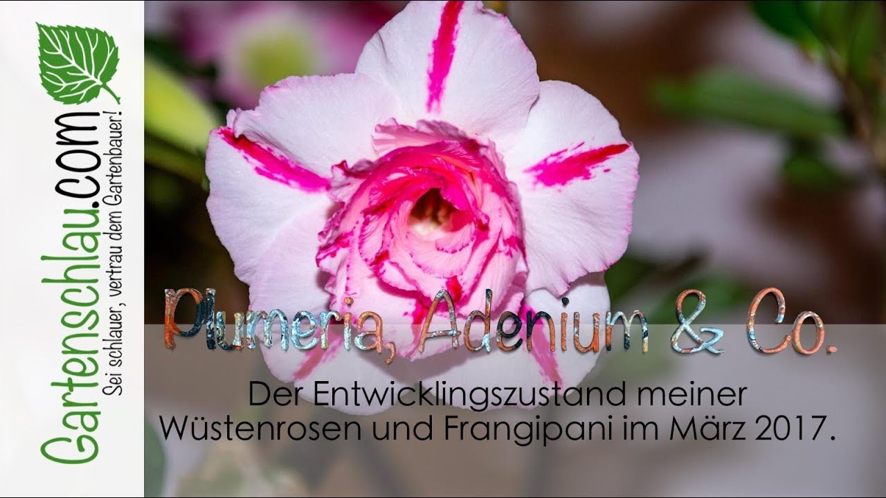 Wüstenrosen (adenium Obesum) Und Frangipani (plumeria Rubra) – Stand März 2017 // Gartenschlau.com