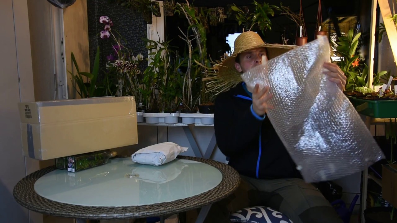 Orchideen Babies in-vitro Flaschen auspacken – Unboxing 6 – Alles über Orchideen #15