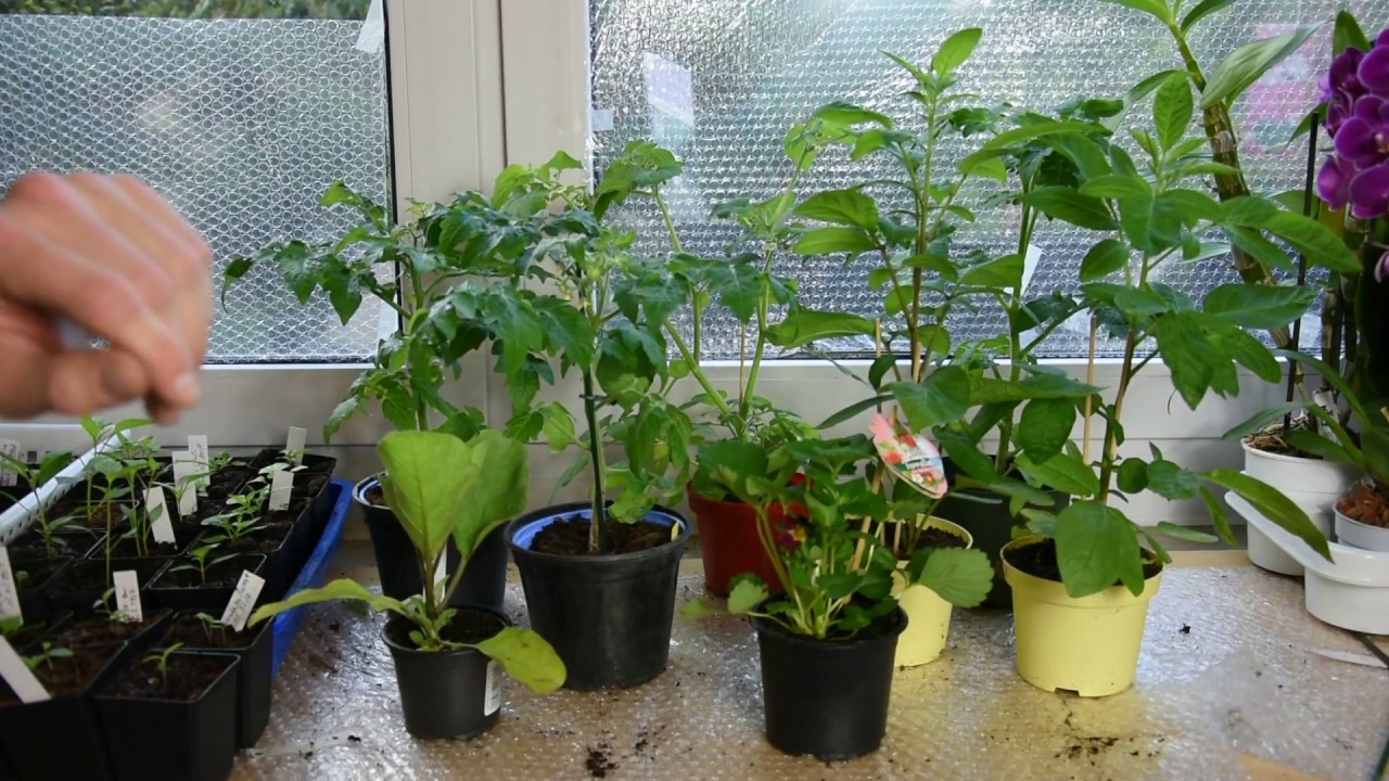 Die schockierende Wahrheit: Nachtshattengewächse und Erdbeeren