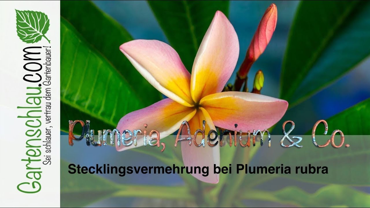 Plumeria rubra – Erfolgreiche Stecklingsvermehrung für Anfänger