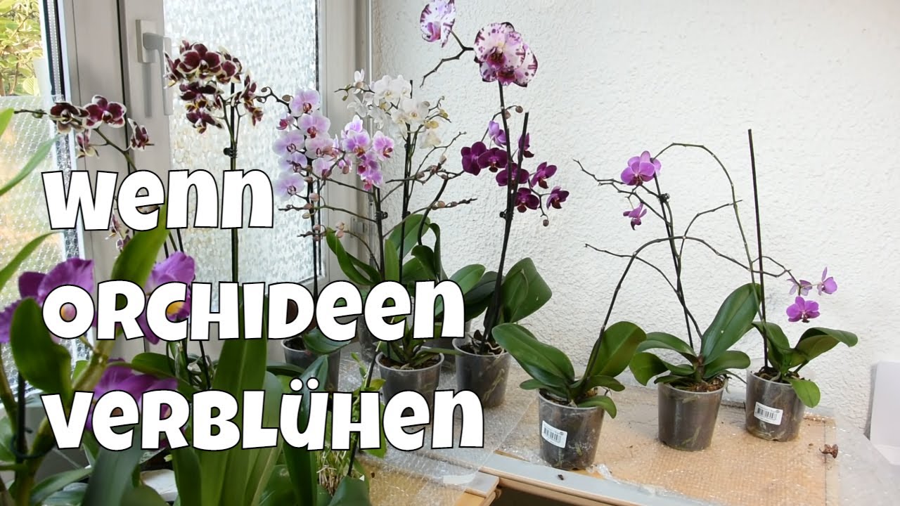 Orchideen richtig pflegen: Bernd’s Top-Tipps!