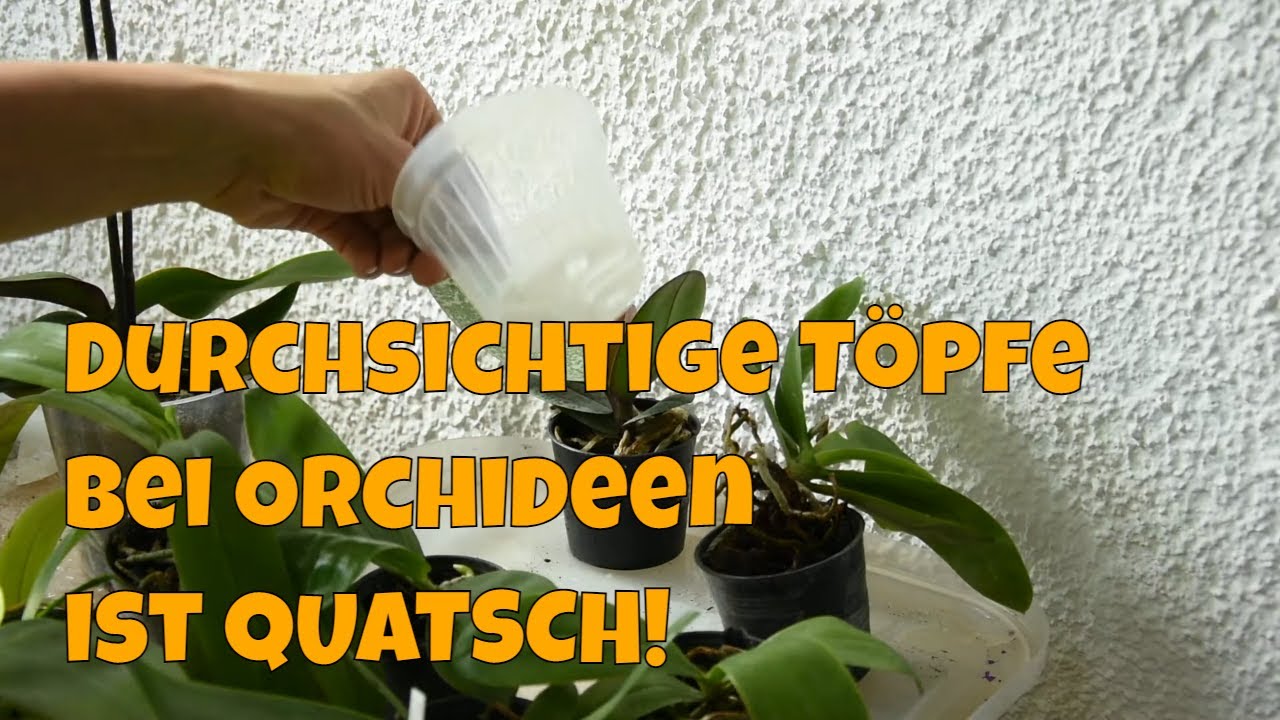 Orchideen-Pflege leicht gemacht: Der richtige Topf für Ihre Pflanzen