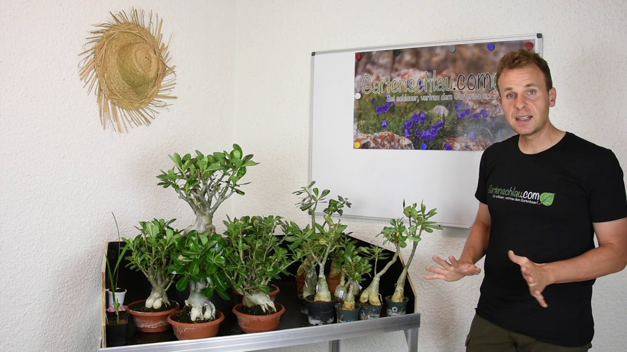 Wüstenrosen (Adenium obesum) – Was machen die Wüstenrosen Mitte August? // Gartenschlau.com