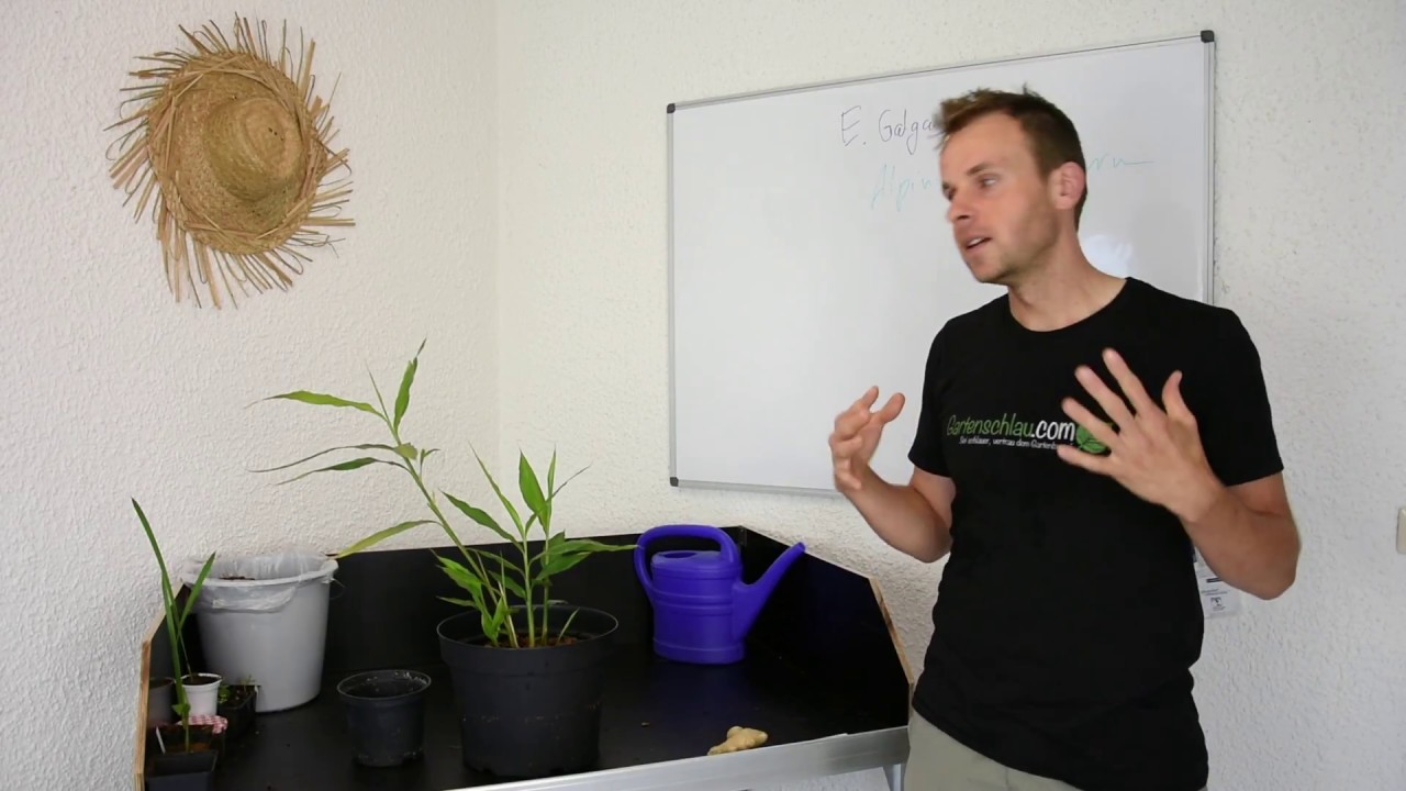 Echter Galgant – Ingwer – Ingwergewächse – Gewürze, Kräuter, Gesundheit // Gartenschlau.com