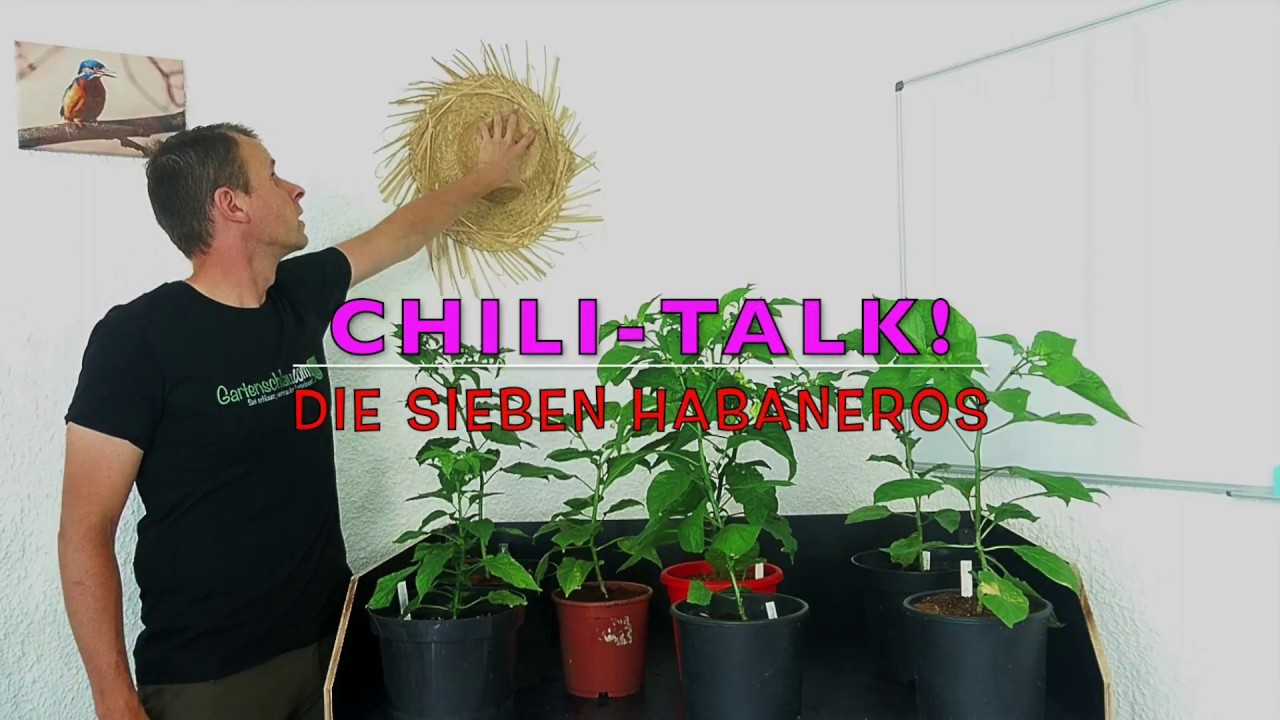 Sieben Habanero Chilis – Alles über Chili, Peperoni, Tomate, Paprika #19 // Gartenschlau.com
