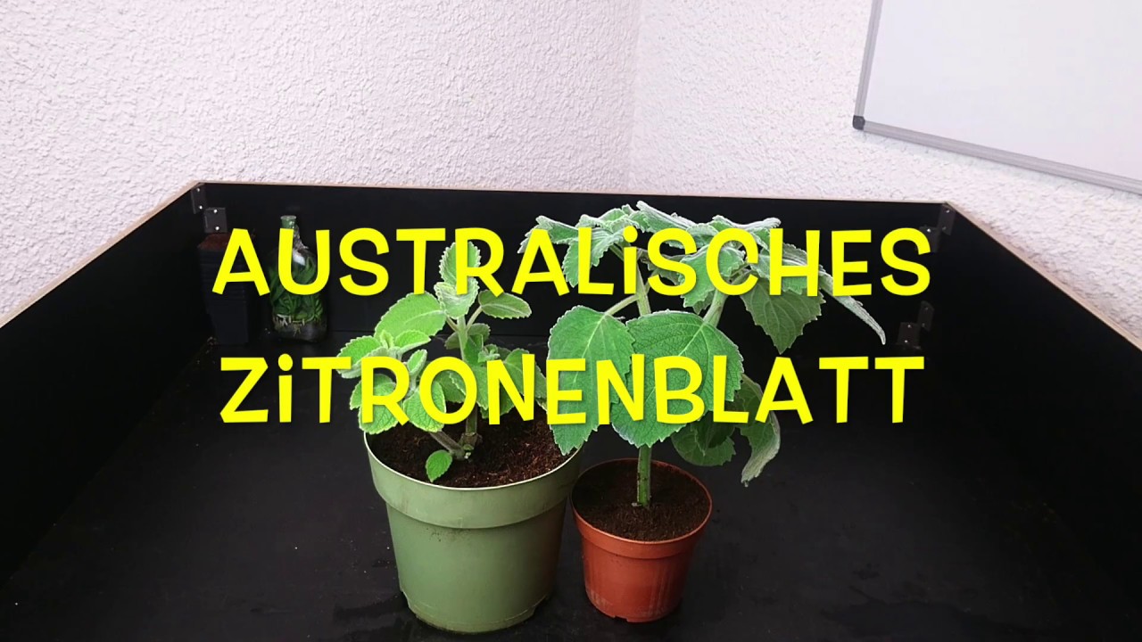 Plectranthus species »Mount Carbine« – Australisches Zitronenblatt #1 // Gartenschlau.com