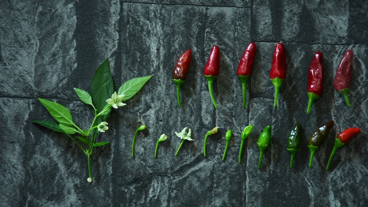 Entwicklung einer Chilifrucht – Apache-Chili – Alles über Chili, Peperoni, Tomate, Paprika #23