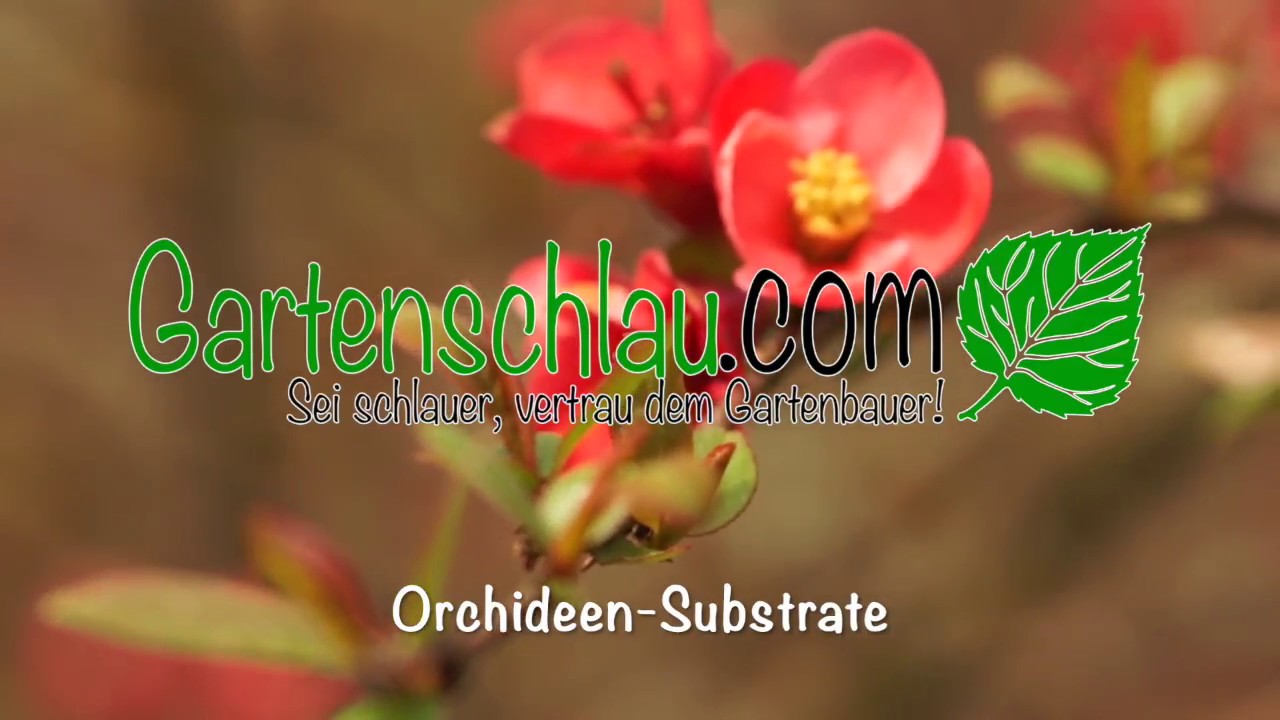 Für Welche Orchidee Nehme Ich Welches Substrat? – Alles über Orchideen #22 // Gartenschlau.com