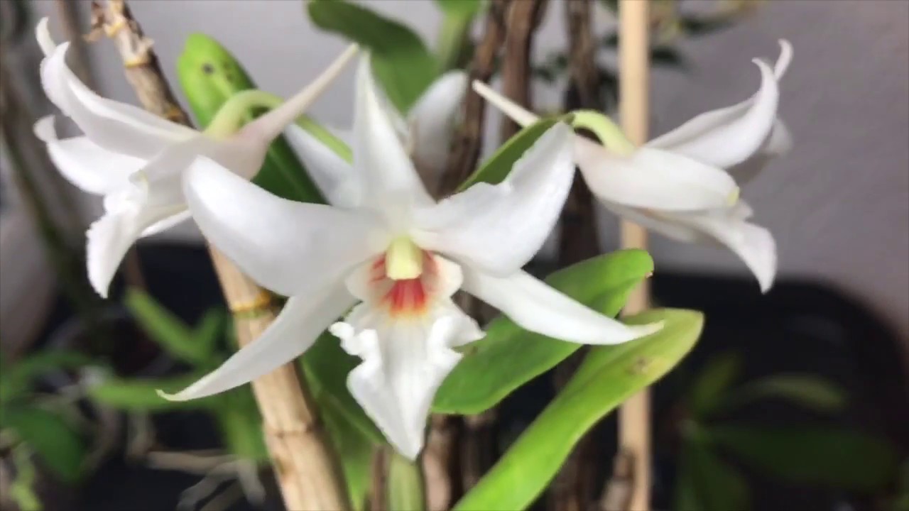 Welche Orchideen blühen im Januar – Alles über Orchideen #19 // Gartenschlau.com