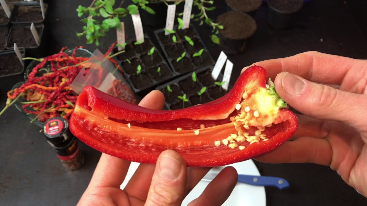 Samen Aus Frischer Spitzpaprika – Experiment – Alles über Chili, Peperoni, Tomate, Paprika #32