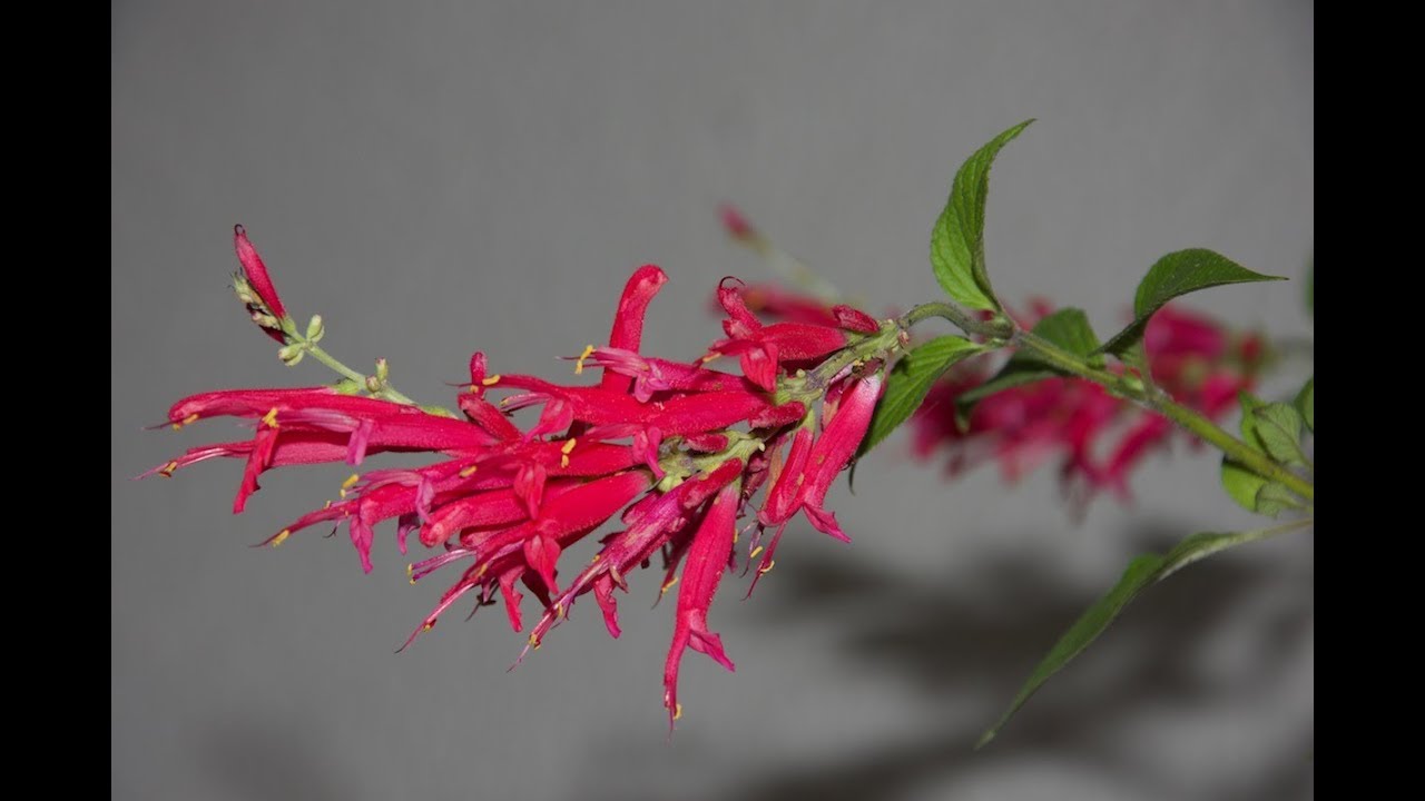 Der Fruchtsalbei wächst, als sei es schon Frühling. // Gartenschlau.com