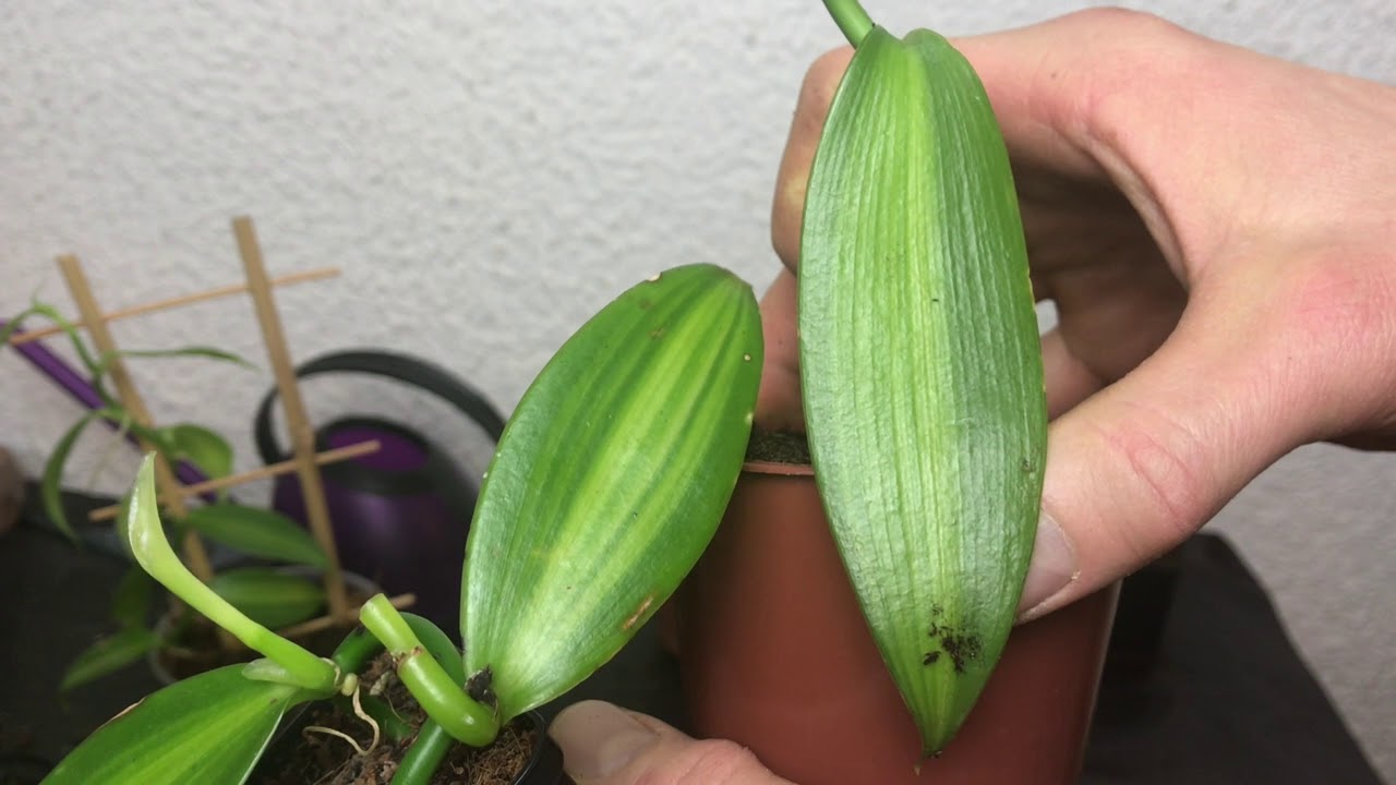 Echte Vanille (vanilla Planifolia) Durch Stecklinge Vermehren – Alles über Orchideen #25