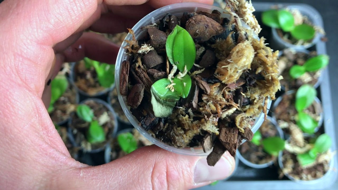 Wie haben sich die pikierten in-vitro Phalaenopsis entwickelt? – Alles über Orchideen #27