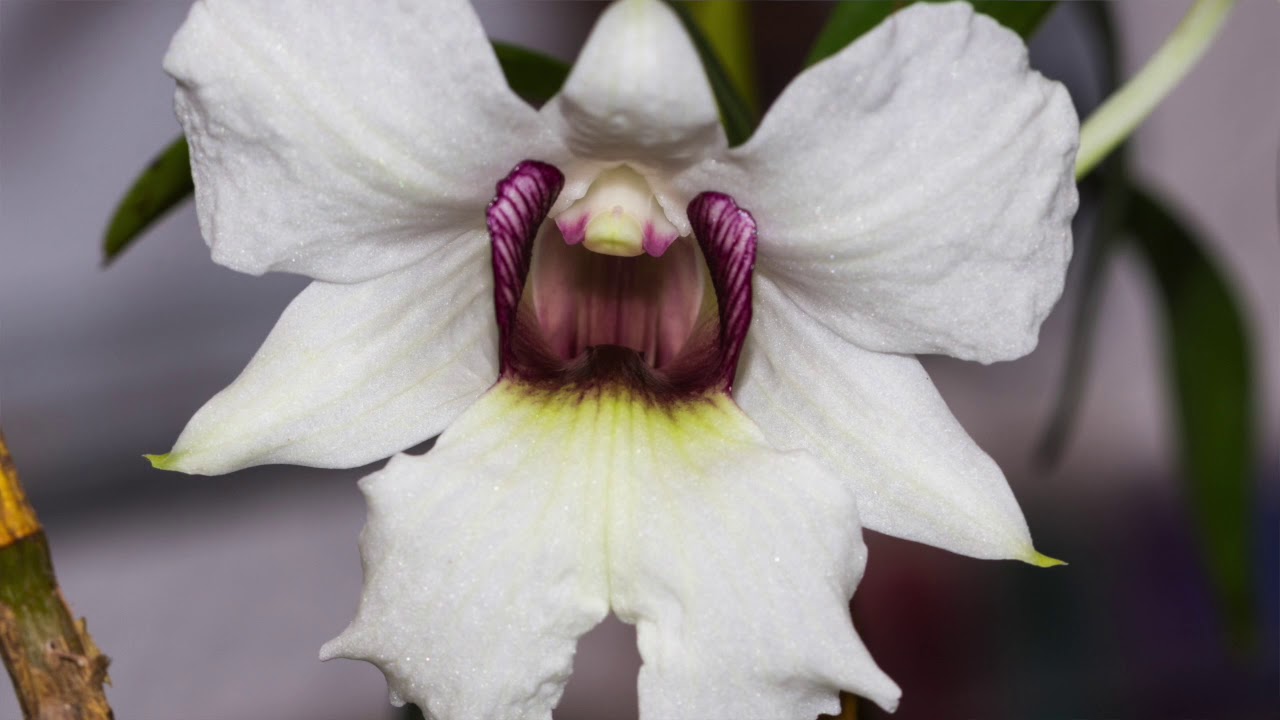 Dendrobium Sanderea Var. Major – Portrait – Alles über Orchideen #26 // Gartenschlau.com