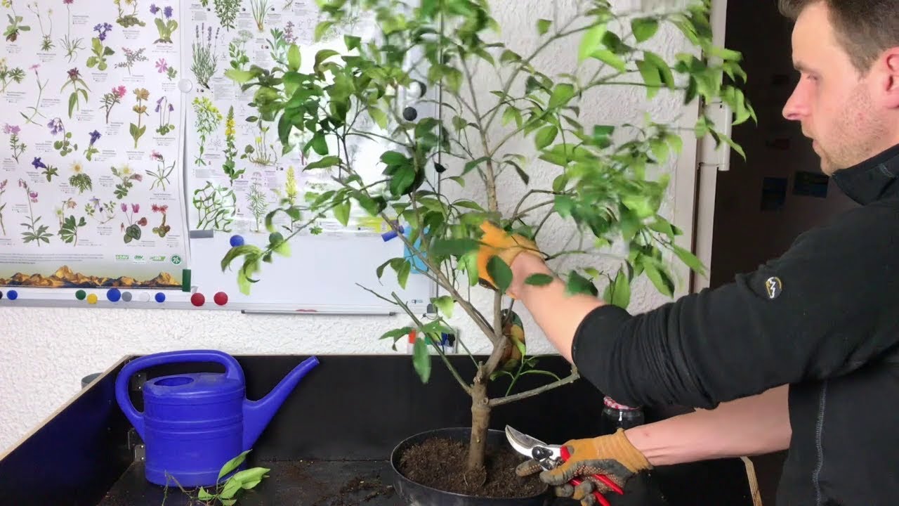 Gartenschlau.com Hilft: So Schneiden Sie Zitruspflanzen Richtig 🌻