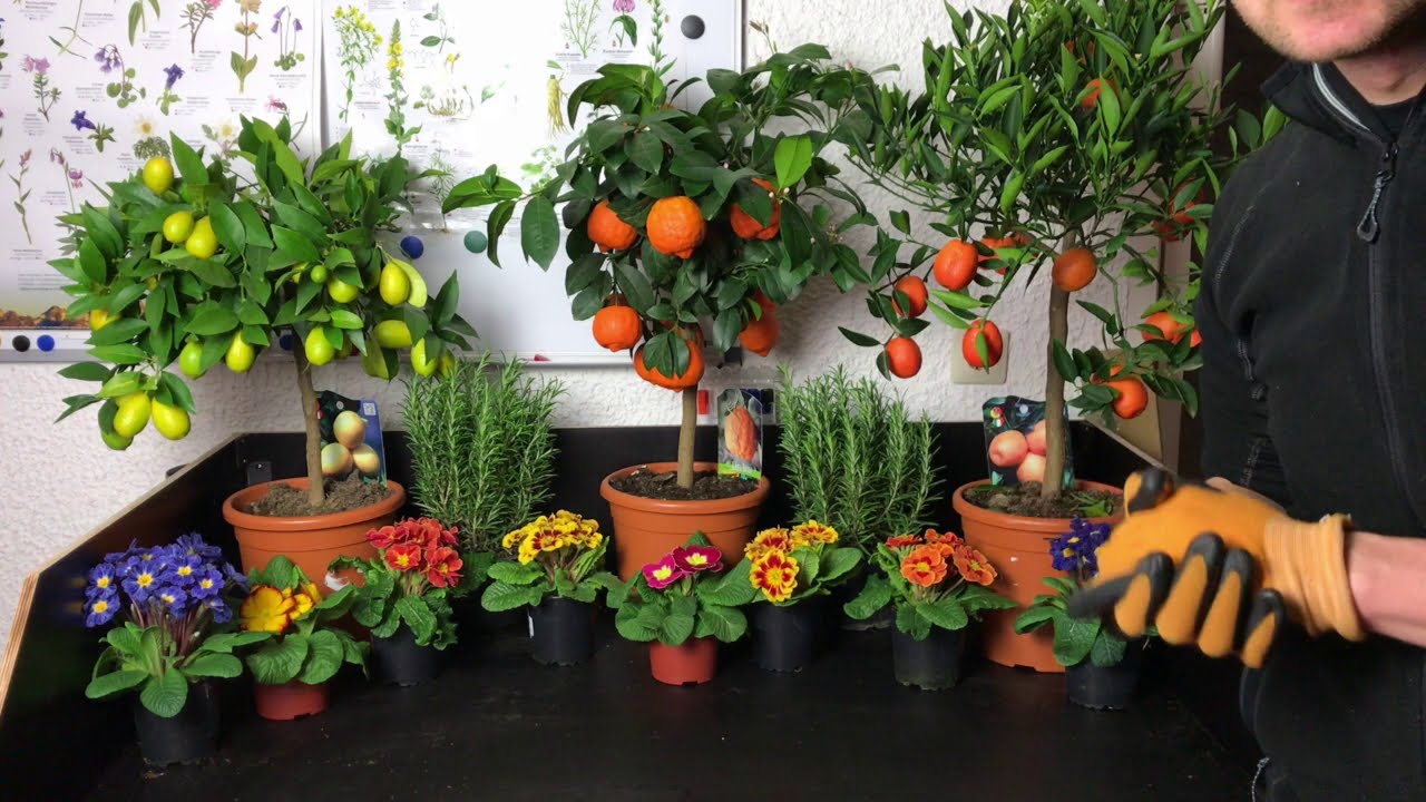 Gartenschlau.com zeigt, wie man Kumquat Umtopfung erfolgreich durchführt 🌿