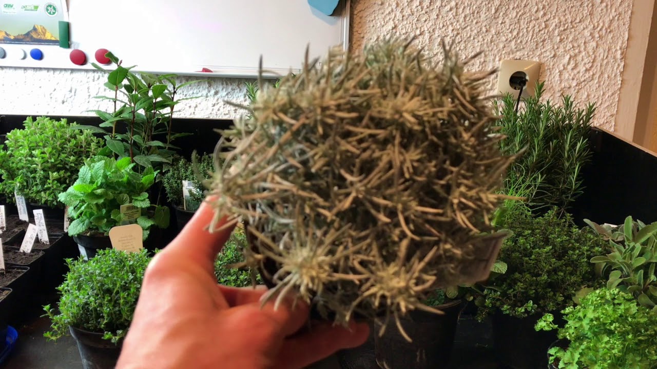 Kräuter: Die Kräutersaison 2018 hat begonnen! // Gartenschlau.com