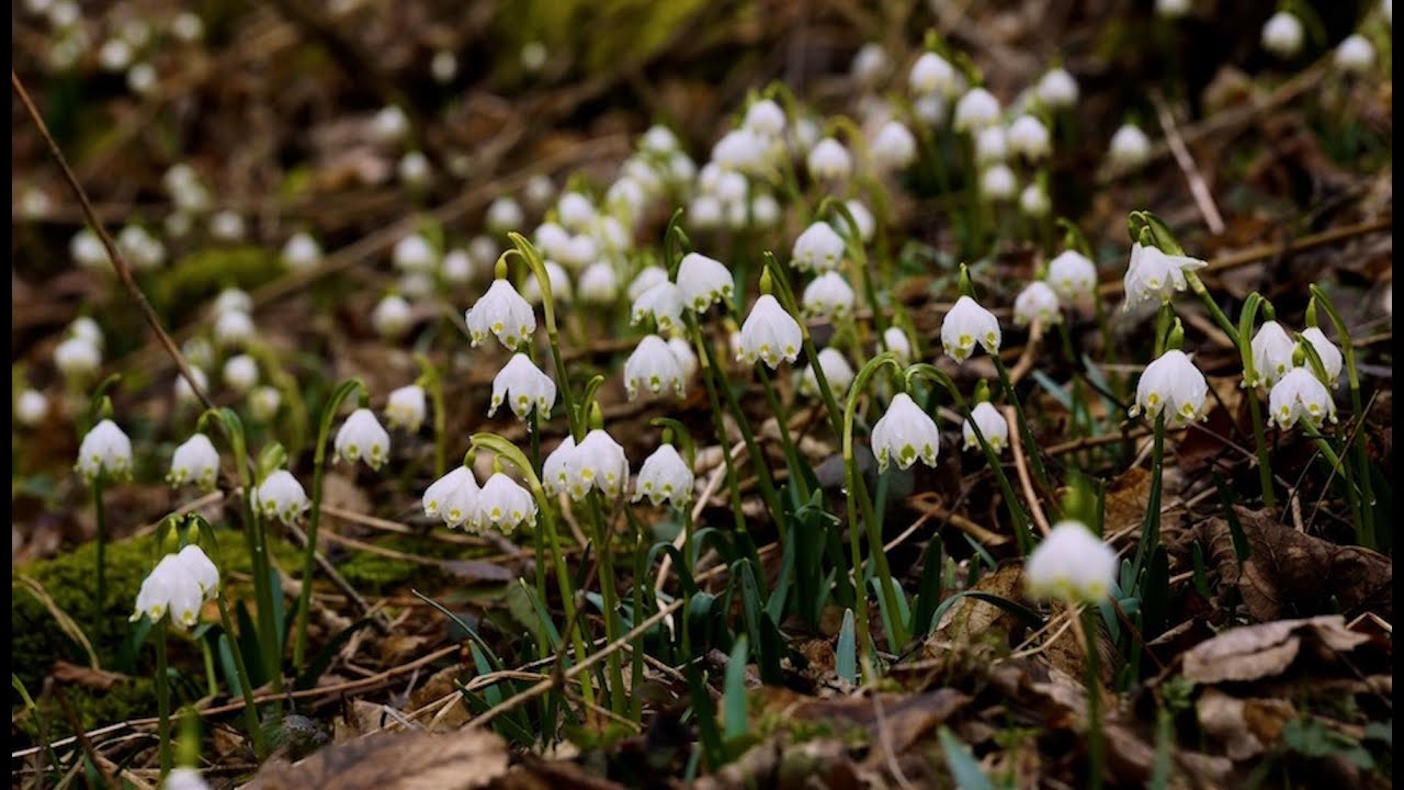 Märzenbecherblüte im Lautertal und Wolfstal – März – Gartenschlau …unterwegs! // Gartenschlau.com