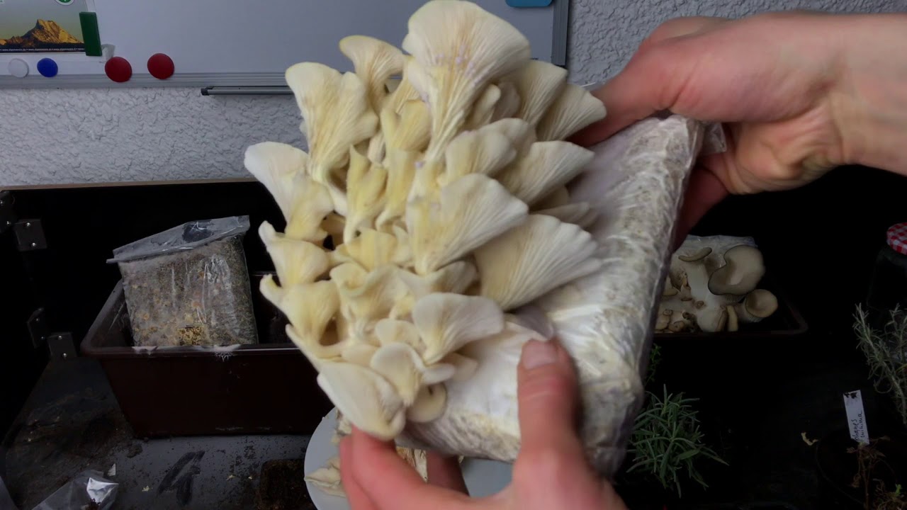 Pilze: Pilzernte nach 10 Tagen! Lecker schmecker! Selbstversorger // Gartenschlau.com