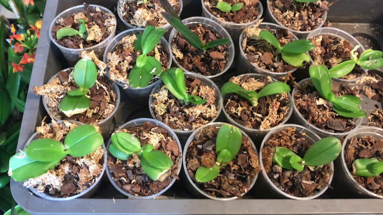 Wie Geht Es Den Pikierten In Vitro Phalaenopsis Nach Zwei Monaten? – Alles über Orchideen #32