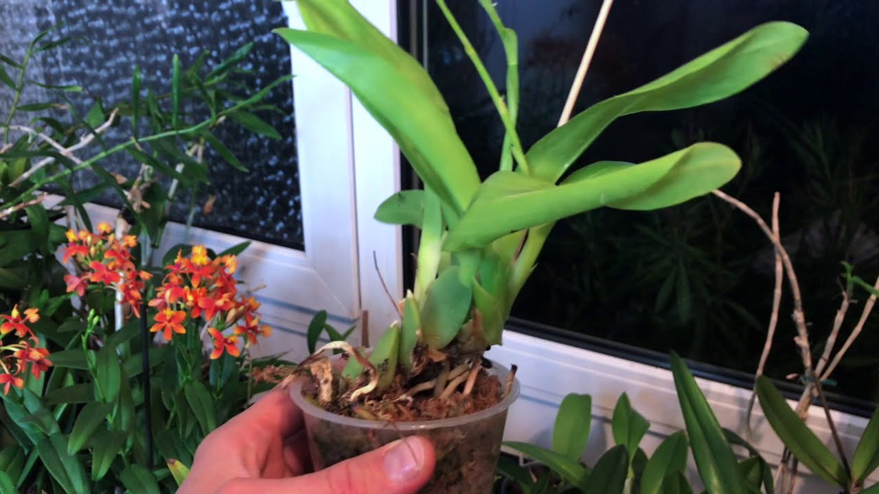 Lemboglossum cordatum (syn. Rhynchostele cordata) – Alles über Orchideen #31 // Gartenschlau.com