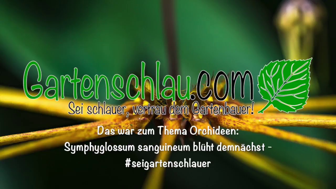 Symphyglossum Sanguineum Blüht Bald – Alles über Orchideen #33 // Gartenschlau.com