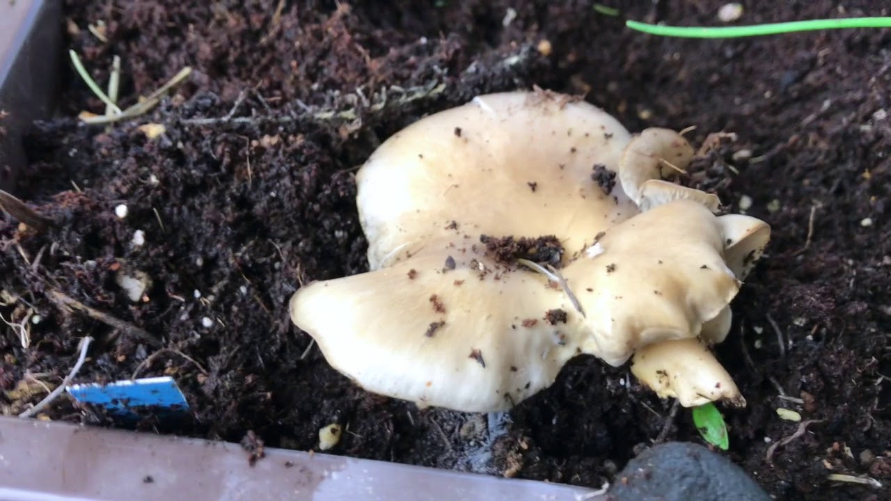 Pilze: Erste Austernpilze Im Kräuterkasten Gewachsen. – #seigartenschlauer // Gartenschlau.com