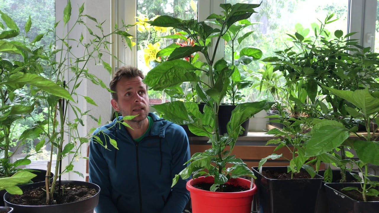 Grüße aus dem Chili-Dschungel – Alles über Chili, Peperoni, Tomate, Paprika #40 // Gartenschlau.com